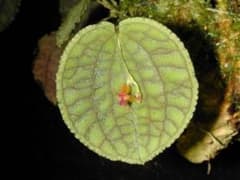 lepanthes tentaculata レパンテスパルダリウム　エクアドル lepanthes tentaculata レパンテスパルダリウム エクアドル - メルカリ