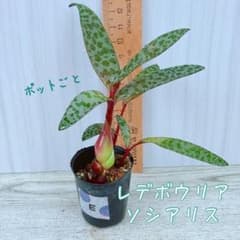 ＊レデボウリア socialisポットごと苗 ＊Eのサムネイル