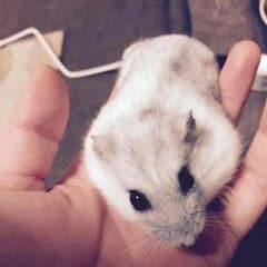 専用です♡VIS☆ビジュー ネックレスのサムネイル