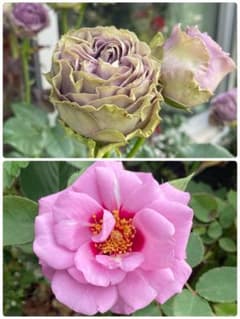 ひろココ♡様専用薔薇2苗 - メルカリ