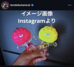 tendobotanical 痛丸 アガベ ソフビ QP付き - メルカリ