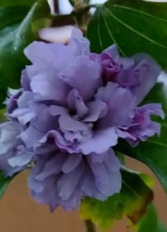 ムクゲ 紫玉 ✳✳薔薇苗オマケ付き✳✳のサムネイル