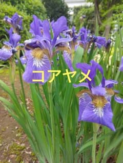 アヤメ　コアヤメ　7芽　多年草のサムネイル
