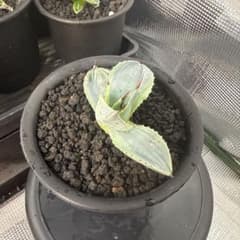 アガベ 観葉植物 黒色鉢 小型のサムネイル