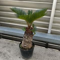蘇鉄 ソテツ ① 観葉植物　ドライガーデンのサムネイル