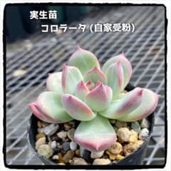 多肉植物エケベリア 実生苗 コロラータ (自家受粉) 抜き苗のサムネイル