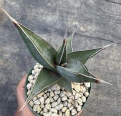 ☆ サンスベリア ピングイキュラ ☆ 1216① サンセベリア - メルカリ