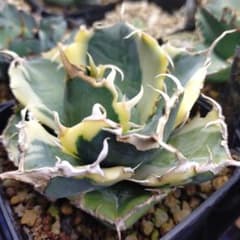 アガベ チタノタ 白鯨錦 永久斑 - メルカリ