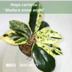 m23001071000_1.jpg?1746109224