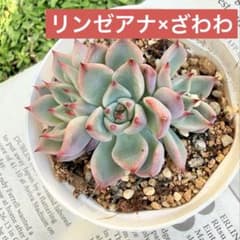 おらいさん苗】リンゼアナ×ざわわ☆札なし☆多肉植物 - メルカリ