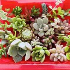 ②寄せ植えセット カット苗 詰め合わせ 多肉植物のサムネイル