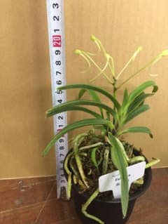 フウラン 風蘭 1のサムネイル