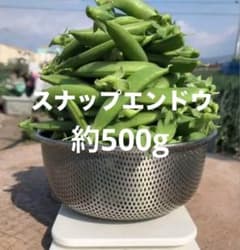 스냅 완두콩 약 500g 에히메 현산 고양이 포스