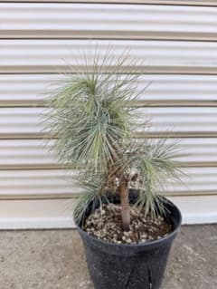 希少・実生・現品】ピニョン松 5号 ワイルド樹形 盆栽素材 - メルカリ