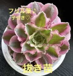 n*n様 アエオニウム 氷珠玉露(子付き)⭐️お買い得 - メルカリ