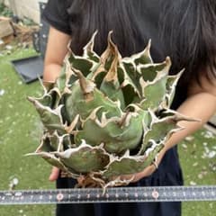84 アガベ チタノタ“白鯨”特選大株 トップ強棘 ワイルド迫 - メルカリ