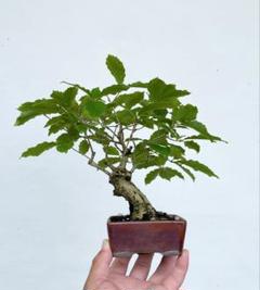 白木盆栽園　イボタ　盆栽　樹高14センチ　楓カエデ紅葉モミジ欅ケヤキ実物観葉植物 白木盆栽園 白実 マユミ 盆栽 樹高20センチ 楓カエデ紅葉モミジ