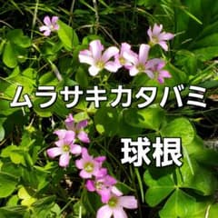 ムラサキカタバミ　球根のサムネイル