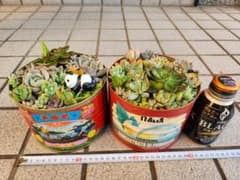 多肉植物　寄せ植え　そのまま飾れる　大きめサイズ2つセットのサムネイル