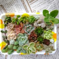 多肉植物 カット苗 詰め合わせセット☆のサムネイル