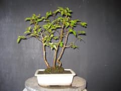 ヒメシャラ盆栽 姫沙羅 3本株立ち 伊豆産 山採り 樹高33cm - メルカリ