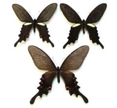 ヒ*ヤ様 アッコウスバ♀1♂8/インド.Kongmaru-la産【外国産蝶標本】 ヒ*ヤ様 アッコウスバ♀1♂8/インド.Kongmaru-la産【外国産蝶