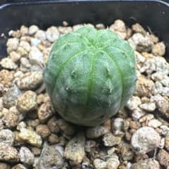 ユーフォルビア オベサ 多肉植物のサムネイル