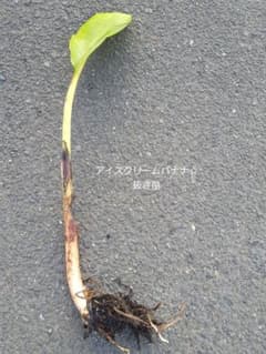 アイスクリームバナナ☆抜き苗のサムネイル