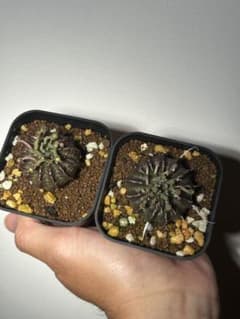 実生 雄雌セット】ユーフォルビア バリダ 多陵✖️SBV - メルカリ