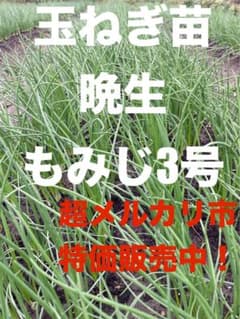最終】玉ねぎ苗 100本 晩生 もみじ3号 ② - メルカリ
