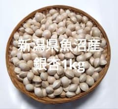 訳あり　新潟県魚沼産殻付き銀杏1kgのサムネイル