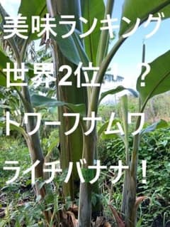 160cm巨苗◇圧倒的な蜜果実。ドワーフ・ライチナムワ。バナナ苗◇成長