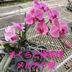 ミディー胡蝶蘭　さくらこ　メルカリ便 ミディー胡蝶蘭 さくらこ様専用 メルカリ便 - メルカリ