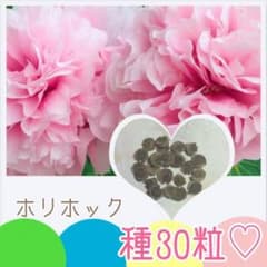 ホリホック アップルブロッサム ☆ 種30粒のサムネイル