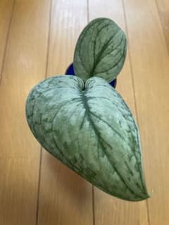 スキンダプサス シルバークラウド Scindapsus silvercloudのサムネイル