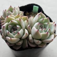 no. 676 そわそわ おらいさん ミックスベリア 札なし 抜き苗 多肉