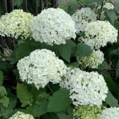 紫陽花 【挿し穂4本】のサムネイル