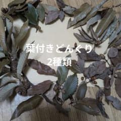 葉付きどんぐり 2種類 クヌギの枝 どんぐり帽子 工作素材のサムネイル
