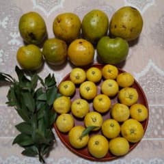 かりん 柚子 ローリエ すべて無農薬のサムネイル
