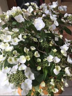 春咲きスプリングエンジェル 紫陽花のサムネイル