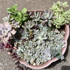 ☆多肉植物寄せ植え詰め合わせ☆ 人気の子持ち蓮華入り - メルカリ