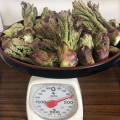 値下げ   北海道産  天然  タラの芽のサムネイル