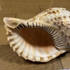 法螺貝　ホラ貝　25cm 沖縄産 法螺貝 ホラ貝 25cm 沖縄産 - メルカリ