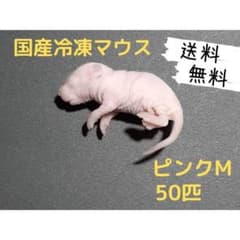 国産冷凍マウス ピンクM 50匹(送料無料一部地域発送不可) - メルカリ