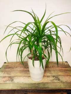 【観葉植物】ドラセナ　カンボジアーナ　6号ラウンド白鉢のサムネイル