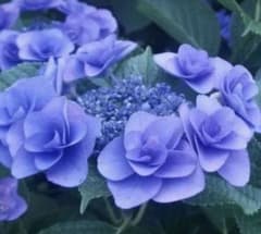 紫陽花苗、フェアリーアイ苗No.1のサムネイル