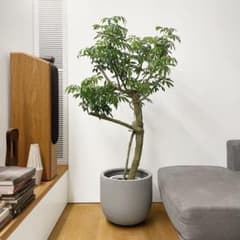 観葉植物 シェフレラ 170cm - メルカリ