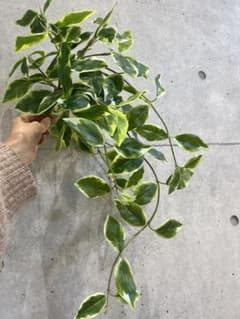 東京堂】フェイクグリーン 10本セット - メルカリ