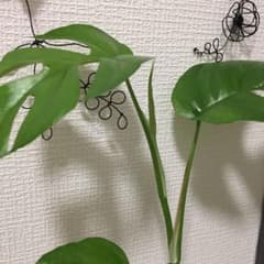 ベビーモンステラのカット。のサムネイル