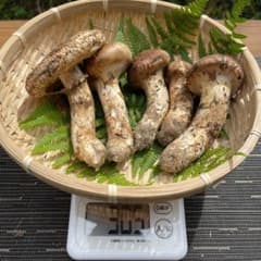 【値段交渉可】信州産 採りたて松茸 305gのサムネイル